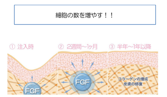 成長因子って聞いたことありますか？