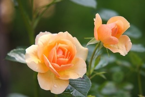 アロマテラピーって・・・・。