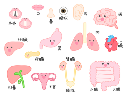 内臓の新陳代謝、どれぐらいで生まれ変わる？