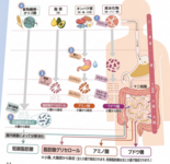 ５．意外と知らない腸の7つの働きー消化