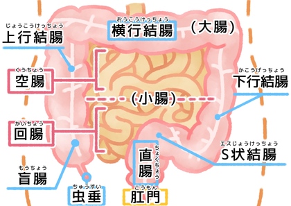 小腸は消化吸収の最重要部
