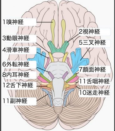 嗅いでみる動く滑車の三つ外・・・・。脳神経１２対