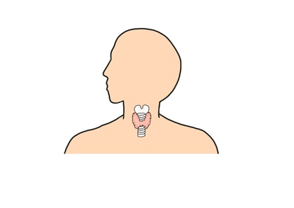 元気の源ー甲状腺の働き