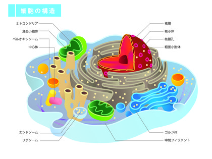 ミトコンドリアとは。