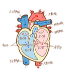 カラダの仕組みー心臓の働きと心肺機能の高め方